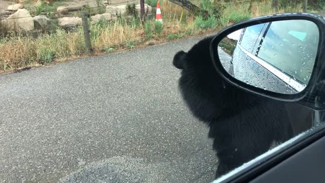 Large Bear Strolls Leisurely Towards Car