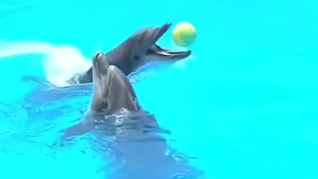 Folding shark 🦈 #Short video best Shark 🦈 video cute dalfyn