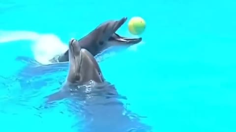 Folding shark 🦈 #Short video best Shark 🦈 video cute dalfyn