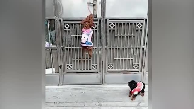 OMG!! Super Cute ♡ Best Funny Cats and Dogs