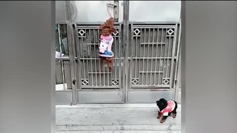 OMG!! Super Cute ♡ Best Funny Cats and Dogs