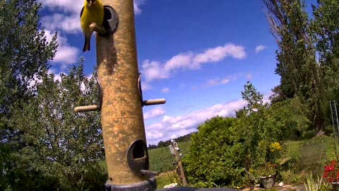 2024 08 20 from the feeder