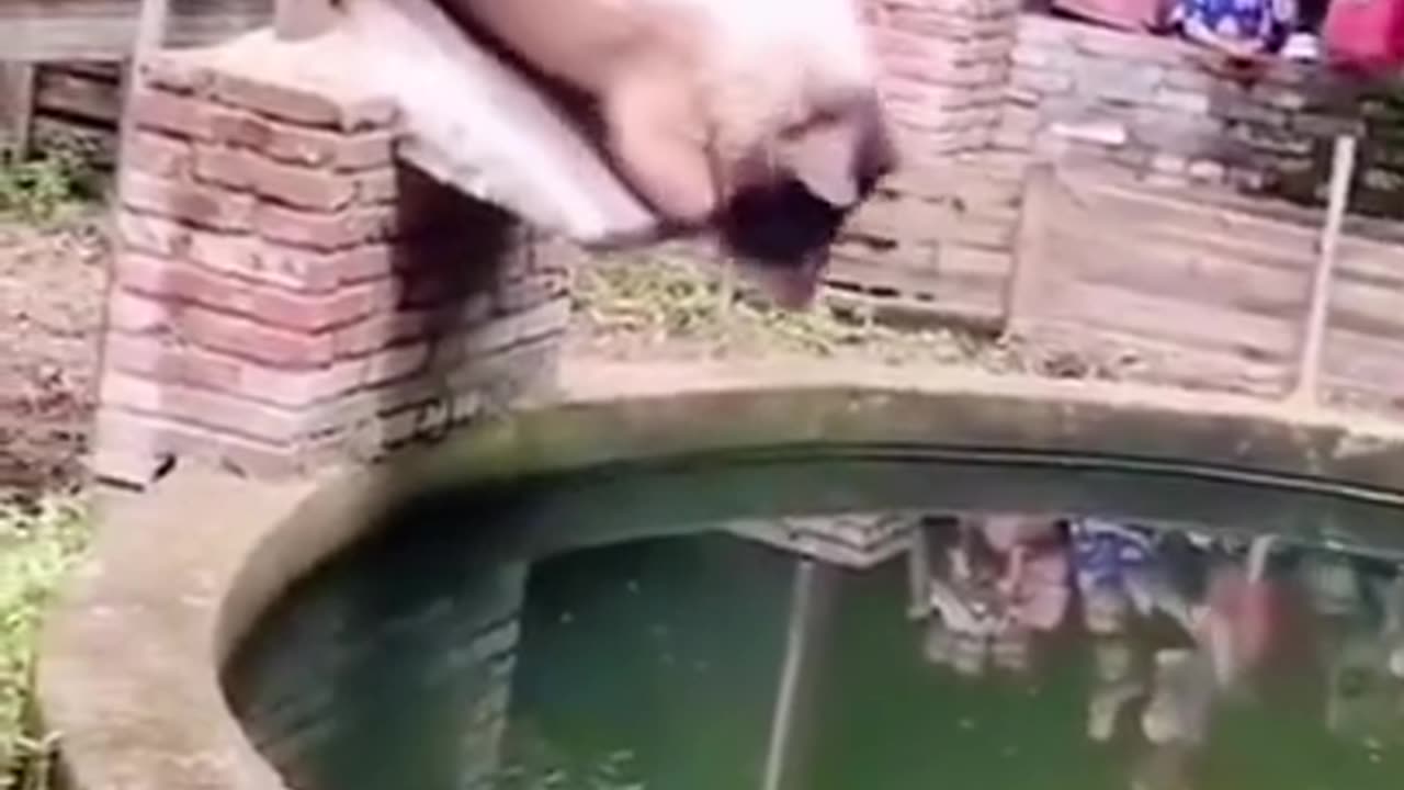 Animal in tha pool funny video