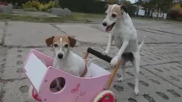 dogs playing with vehicle