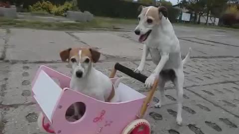 dogs playing with vehicle