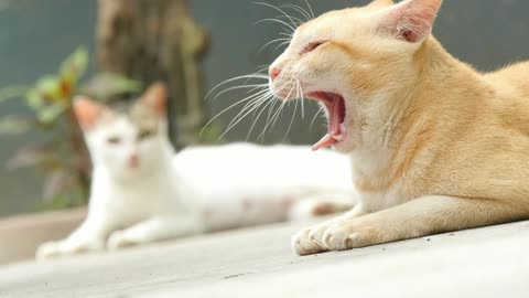 two cats sit on the floor