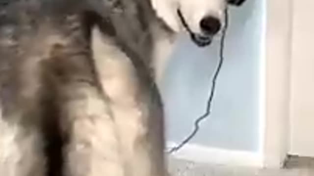 Funny Animals Videos2022