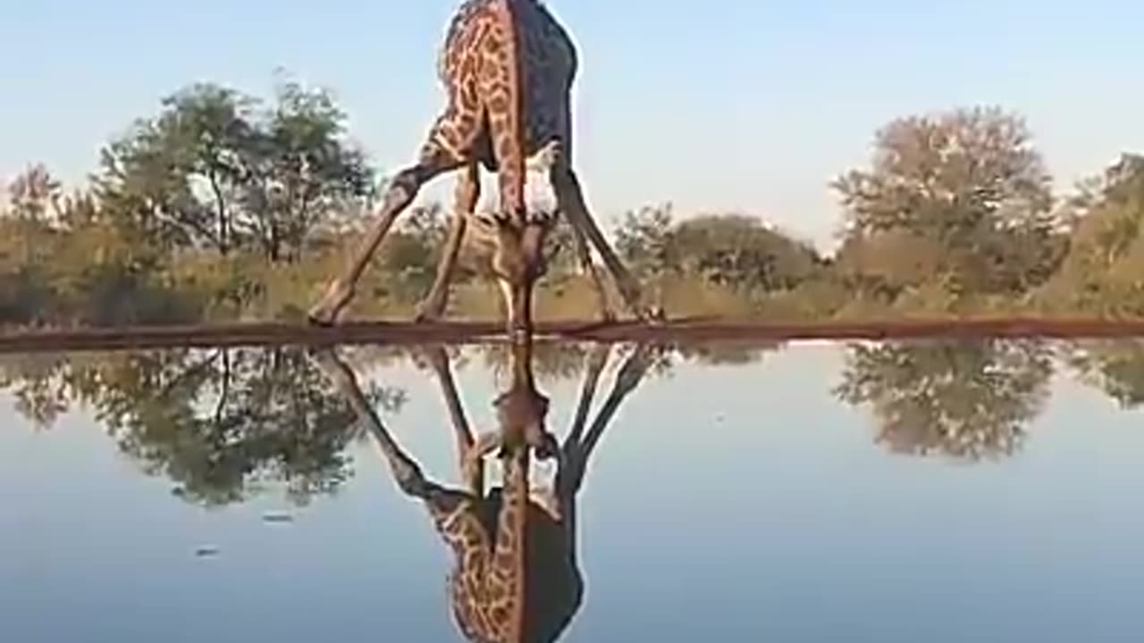 How a giraffe drinks water