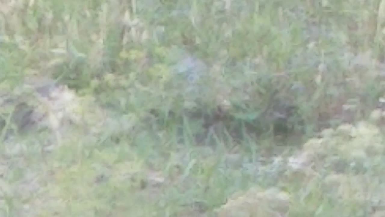 Bird taking bath in summer