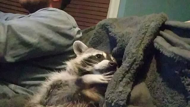 Very Cute Racoon