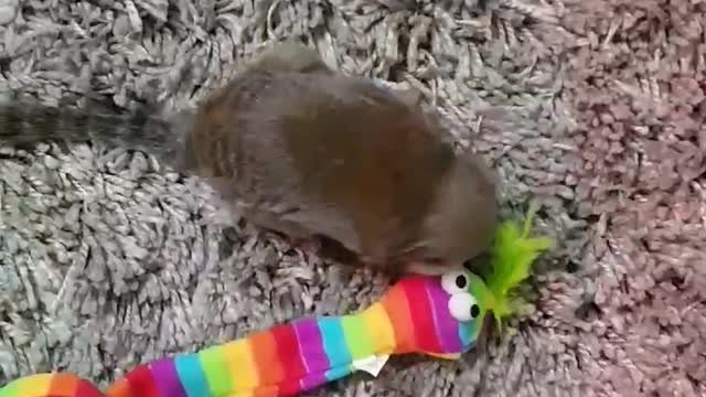 funny baby marmoset monkey playing