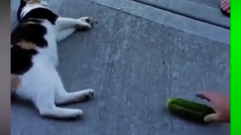 funny animal # funny video # cat funny