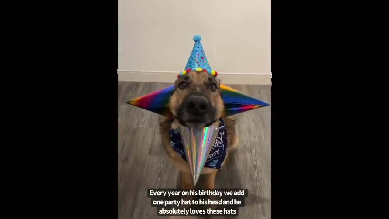 The cutest birthday boy! Benson the German Shepherd dog wears four party hats for its 4th birthday