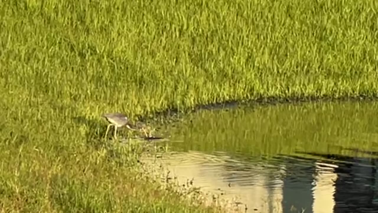 Wading Birds of Lake Greer: 9-18-2024