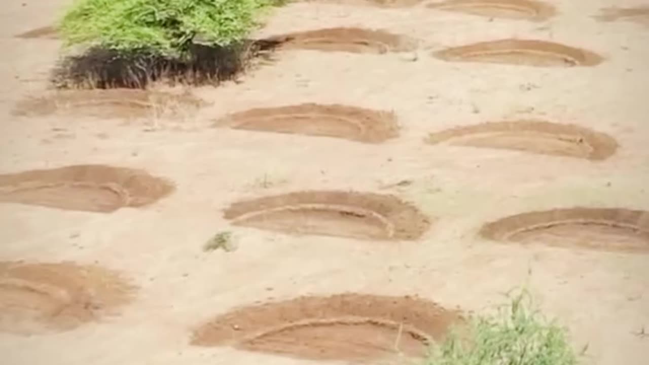 By digging these types of holes, people in Arusha Tanzania, managed to transform a desertic region into a sprouting savanna. ☘️🌱