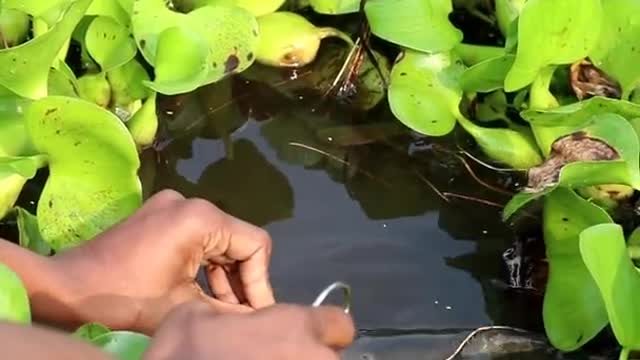 Amazing skill fish feeding with lollypop..Funny video