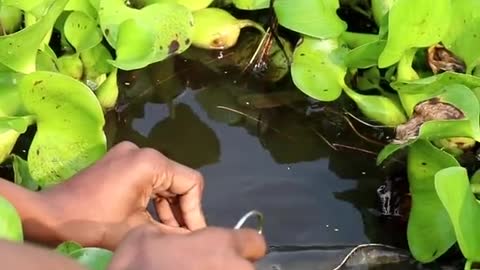 Amazing skill fish feeding with lollypop..Funny video