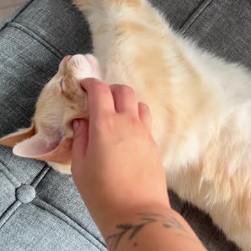 My cat rolls on his back every morning he sees me. ctto @Embarrassed_Ad6669