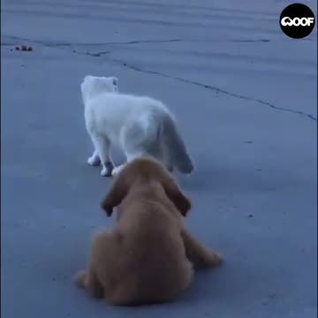 Cat dog is not available for free