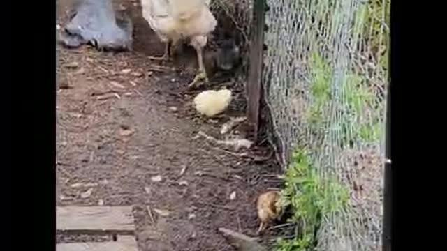 MAMA HEN with chicks