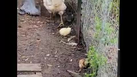 MAMA HEN with chicks