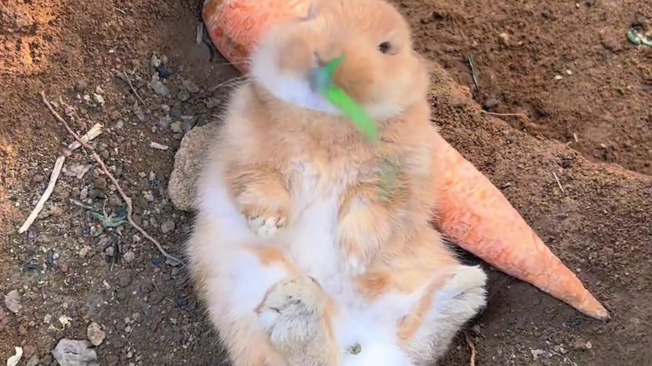 The little bunny lies leisurely and carefree on a carrot.