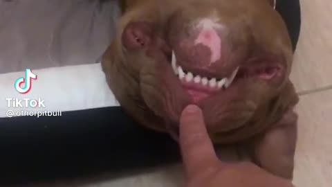 Pitbull snoring asleep