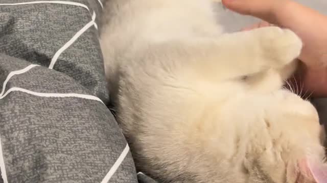 The daily life of the cat