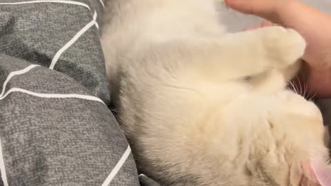 The daily life of the cat
