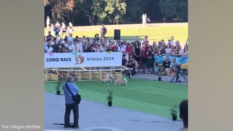 The funniest unexpected DOG🐶