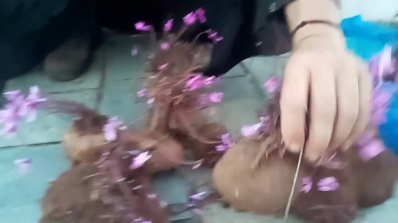 ΑΥΤΟ ΕΙΝΑΙ ΤΟ ΚΥΚΛΑΜΙΝΟ