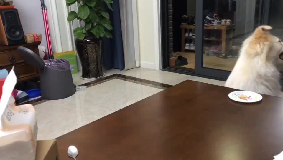 Dalmatian dad adorably plays with his son
