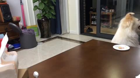 Dalmatian dad adorably plays with his son