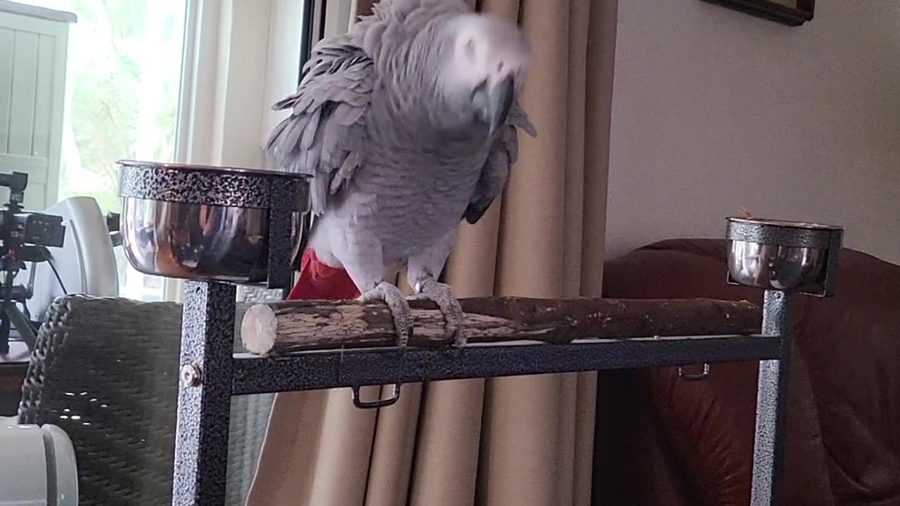 My Parrot's Opinion On Treats