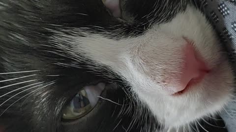 korea cat