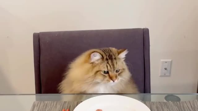 Cat What Glenn orders at a sushi 🍣 restaurants! Raw