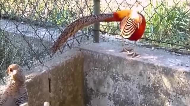 In the open air see a group of rare birds