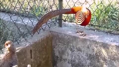 In the open air see a group of rare birds