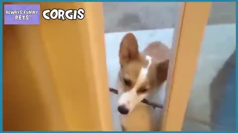Try not to laugh