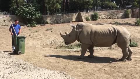 The Rhino Boss