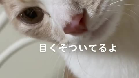 🇯🇵🗾Funny Japanese Dog 😻 Tik Tok Video 2021