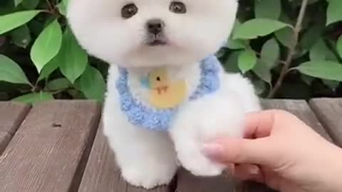 Mini Cute Pomeranian Boo Dog Funny