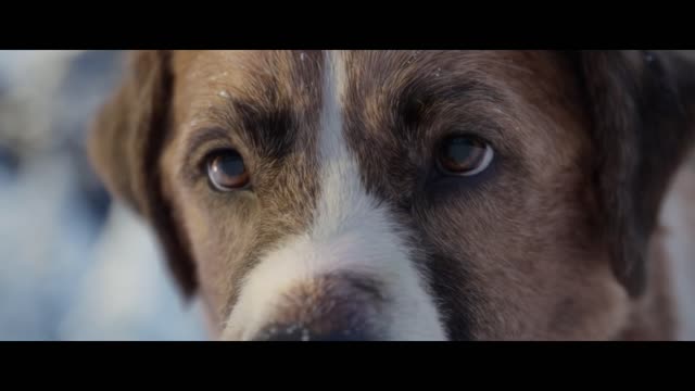 New Lead Dog Clip The Call of the Wild