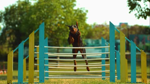 Dog jumping in slow motion