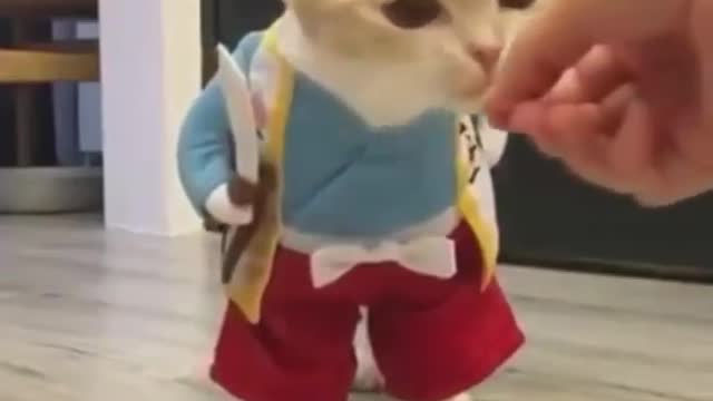 Cat as a child - very funny video - childrens video - baby video - kids video