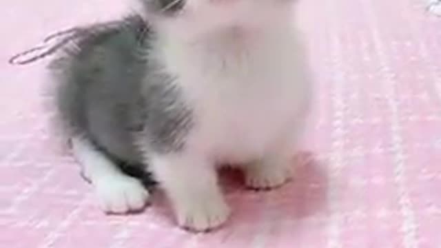 Cat funny video cat's meow meow meow 😺😻😼