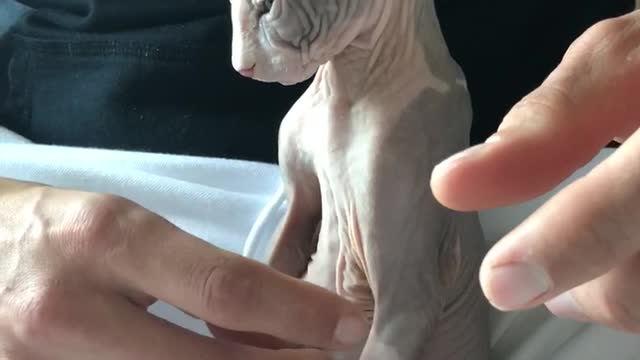 Adorable Sphynx Kitten Prince Charming Enjoying A Belly Run