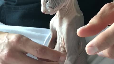 Adorable Sphynx Kitten Prince Charming Enjoying A Belly Run