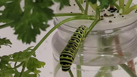 Eastern Black Swallowtail Caterpillar