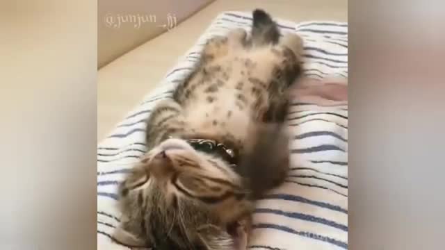 animal funny videos, funny cat names and videos for cats,kitties